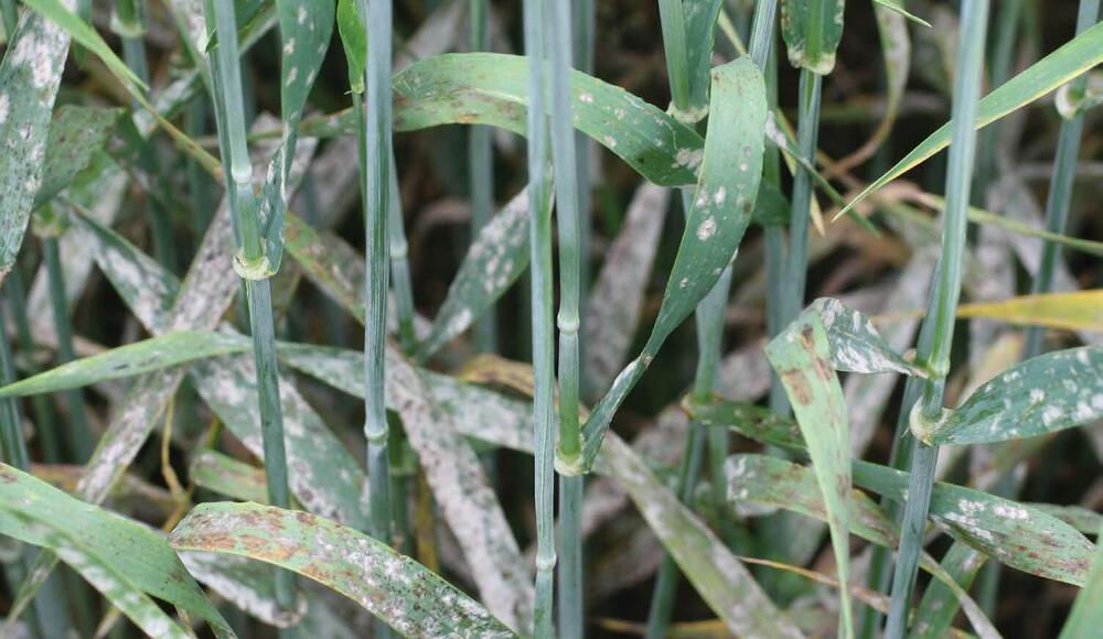 Powdery Mildew - Barley